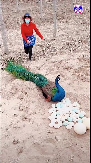 Discover Rare Peacock Facts You’ve Never Heard Before! ✨ #peacock #birds #vibrantbirds