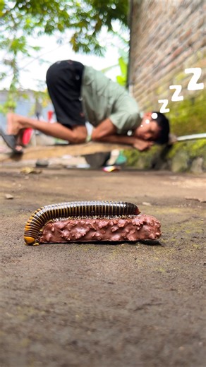 Nice Dreams, When the millipede arrive, it seems this human has fallen fast asleep and is snoring