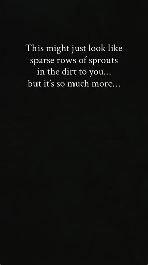 Tiffiny Sanders on Instagram: "How do I convey to you the romance of walking these pastures in the rain with my sweetheart, inspecting the new growth? This is regeneration. This is neglected and overgrown land, being managed and improved utilizing livestock impact and a no-till seed drill and diverse cover crop. After the rain passes, the pastures will be drenched with a liquid kelp/fish emulsion mixture. Once the forage reaches 8+ inches, livestock will be rotationally grazed throughout the win