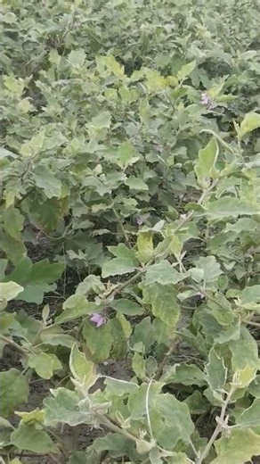 spray in eggplant 🍆 brinjal vegetable #eggplant #farming #agrifuture #vegetablefarming #nature