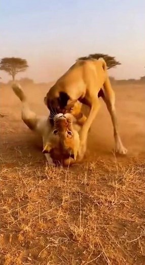 KANGAL vs. LION: Real Fight! 😱🦁