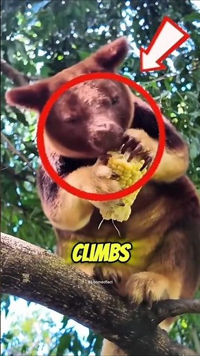 Climbing Kangaroo?!‼️😱