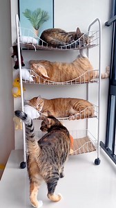 1.5M views · 22K reactions | Amazingly Beautiful❤️ #cat #catlover #catofinstagram #catsoftiktok #funnypets #funnyanimals #explorepage #viralreels #fyp | Albertoyusei | Facebook