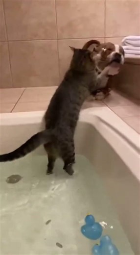 Cat And Dog Bathroom Fight Caught On Camera #viral #trending #short