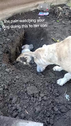 Run free ferde🕊️ #fyp #dog #viral #foryou | dog