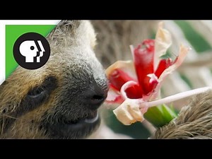 Baby Sloth Eating Flowers