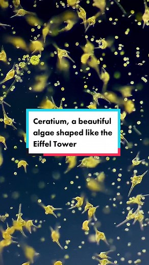 Can you believe I found these freshwater golden dinoflagellates in a pond from a city park? 😳 They’re from the Ceratium species and I haven’t seen that many in a sample. ever. Soooooo I’m EXCITED AS HELL😱 there are tons of marine dinoflagellates but there are also some freshwater species 😄 As you can observe, these phytoplanktons possess a hard shell called the theca or lorica which is made of cellulose plates and extensions called horns, which are pretty pointy. This armour is divided in two
