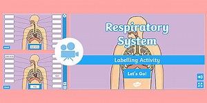 Respiratory System Interactive Labelling Activity