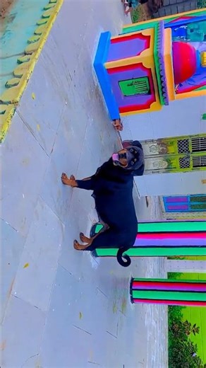 Rottweiler juli #rottweiler #rottweilerdog #dog #puppy #funnyanimals #animals #trending #sort #viral