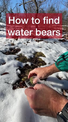 Water bears (Tardigrades) are amazingly resistant to all sorts of extreme conditions and on top of that, they are extremely cute! . It seems magical that the tardigrades in this video were alive in a piece of totally frozen moss (it was -15C [5F] the day I collected the moss). . But freezing temperatures are not a big deal for Tardigrades because these microscopic animals can resist all sorts of adverse environmental conditions. They can do so by entering into a state of suspended animation (cry
