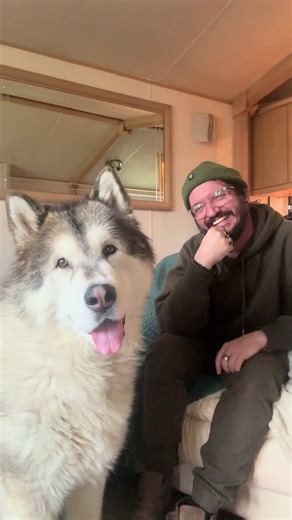 The Adorable Head Tilt of Malamutes Before Howling