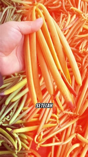 Rahasia di balik harga mahal vanilla.#vanilla #vanila #pertanian #rempah #budidayavanilla #farming