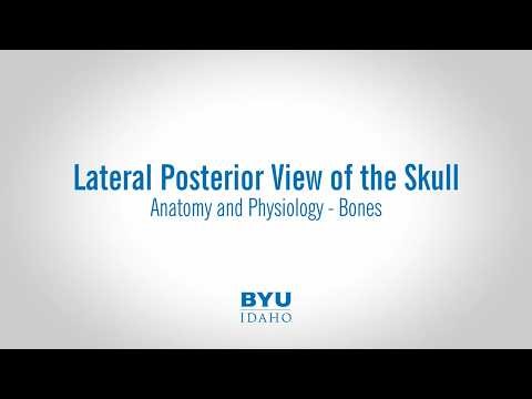 Human Skull Anatomy: Lateral & Posterior Views Explained