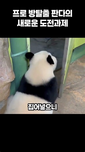 프로 방탈출 판다의 새로운 도전 과제