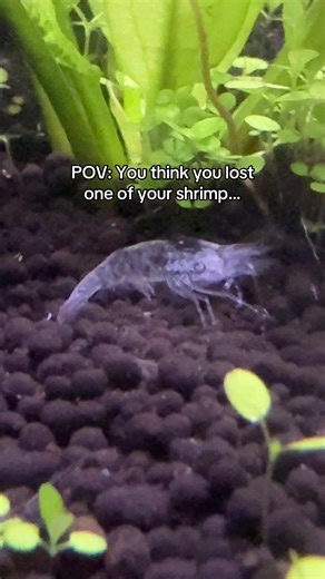 Understanding Shrimp Molting for Healthy Aquariums