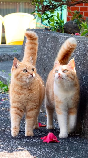 simabossneko on Instagram: "ふわもふ島にゃんこセレクション🏝️ 島猫＆さちクリアファイルより Precious Island Cats Selection✨ Swipeしてね←← 写真は全て「クリアファイル15枚セット」より Photos from "Island Cats Clear file 15piece set" ・ 本日最終日！ 【1月5日までの期間限定】 島猫 福袋セット発売🎍 さち＆島猫クリアファイル15枚と、島猫ポストカード11枚をお得なセットに❣️ ▶︎7,000円→5,000円（送料込） 今ならロビンA4クリアファイルも付いてくる！ この機会にぜひ✨お見逃しなく💨💨 販売は、minneとメルカリshops「simabossneko's shop」にて ショップへは @p_nyanco22 のプロフィールリンクよりアクセスできます。 ・ ★2026年カレンダー発売中★ 【新作】 2026年 ロビン君カレンダーができました！ カッコよさと可愛さをあわせ持つ、 黒白マスク猫「ロビン」のスマホ用カレンダーです。 全17枚のスマホ壁紙セット