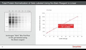 Method for quantitative western blotting that eliminates errors from the use of housekeeping proteins - Scientific Videos | Thermo Fisher Scientific US