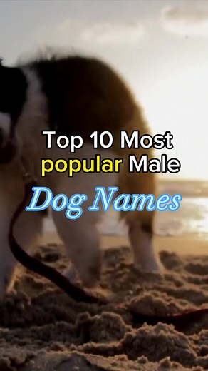 Here are the 10 most popular Male Dog names!! Tell me if your dog’s name made the list. Suggestions for part 2 🤔???? #dogs #dog #dogowner #dognames #puppy #puppyowner #dogtrainingtips #fyp #foryou Link 🔗 in Bio for a dog 🐕training course to help stop training mistakes and fix behaviour👍 - Results are garunteed 👌