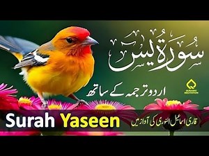 Surah Yasin ( Yaseen ) with Urdu Tarjuma | Quran tilawat | Ep141 | Quran with Urdu Hindi Translation