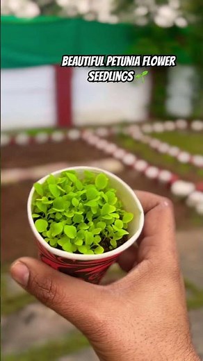 #petunia #seeds #seedlings #petunias #garden #forests