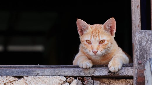 Happy Cat Collection on Reels