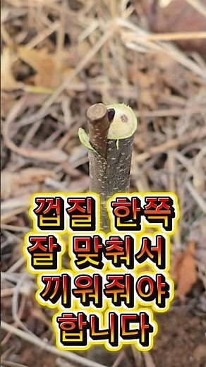 밤나무접목 이렇게하면 잘살아요