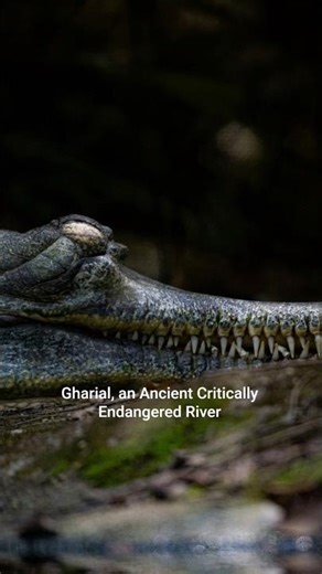 The Strangest Predator on Earth?!