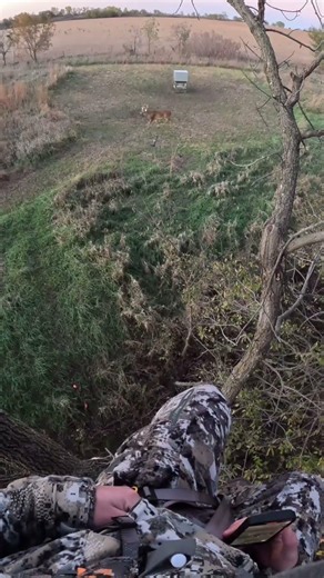 Already miss sitting in a tree stand hunting some Kansas Whitetails #deerhunting #bowhunting