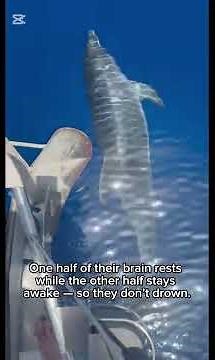 Dolphins 🐬 – The Ocean’s Most Intelligent Creatures