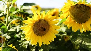 bees collect nectar for honey. a bee sits on a sunflower. field of sunflowers. harvesting