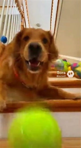 Life with Max & Luna-21: The staircase ball avalanche.