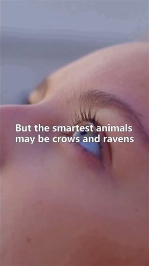 The Smartest Animals On Earth #animals #animalfacts #wildlife #shorts
