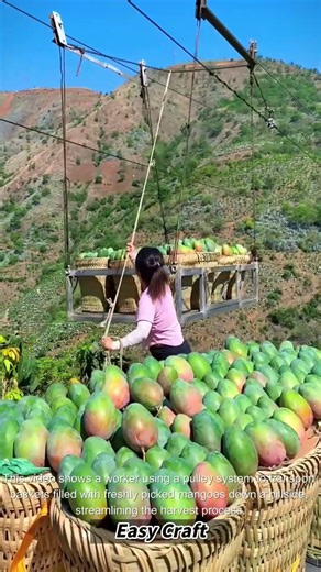 The process of harvesting ripe mangoes using a cable system