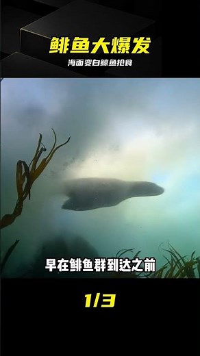 Herring Spawning Turns the Ocean White, Whales Line Up for a Feast #Herring #OceanTurnsWhite #Eco...