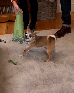 How to Train Your Dog Not to Bite #dogsbehavingverybadly #dogtraining #dogsofinstagram | Dogs Behaving Very Badly