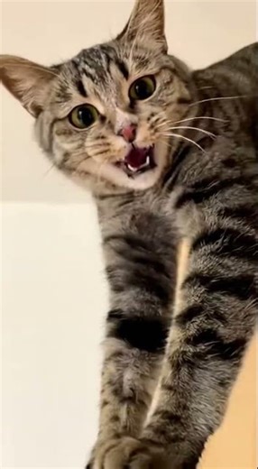 [In hiding] I thought he'd disappeared, but then I found him stuck on top of the door and couldn'...