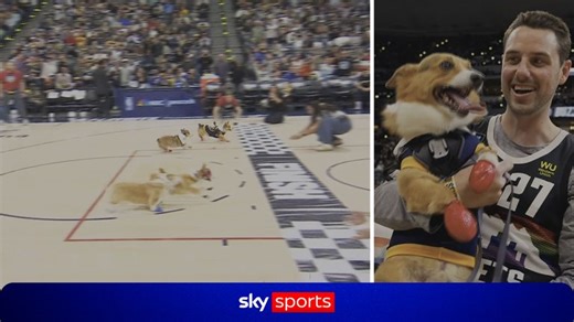 Minnesota Timberwolves @ Denver Nuggets: Corgi racing hits the NBA!