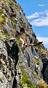 Golden Eagle Takes Down Mountain Goat on Cliff Edge
