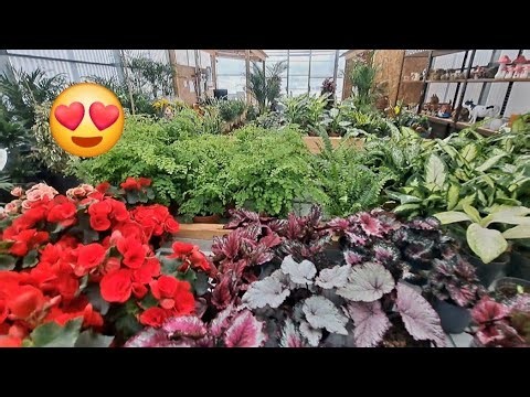 TOUR NO /VICA GARDEN 🌺 EM VILA FRANCA DO CAMPO SÃO MIGUEL AÇORES❤️