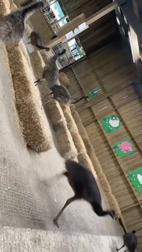 You may find this EMU-sing 🤣 Our baby emus having a party 🤣 | Smithills Open Farm