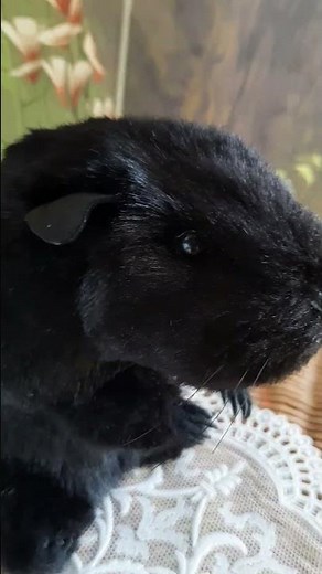 Guinea pig Teddy. Realistic plush toy (made to order)