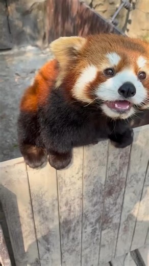 Red Panda lovers community🐼 on Instagram: "Adorable red panda eating 🍏 Credit : @hellomellion (Tiktok) #redpanda #redpandas #redpandasofinstagram"
