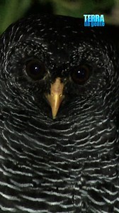 Você já teve a chance de avistar uma coruja-preta (Strix huhula)?🦉🖤Nós tivemos essa oportunidade em #Ilhabela (SP)! Assista a reportagem completa no terradagente.com.br #terradagente #natureza #animais #fauna #aves #corujas #litoralnortesp #litoral #praias #saopualo #brasil | Terra da Gente