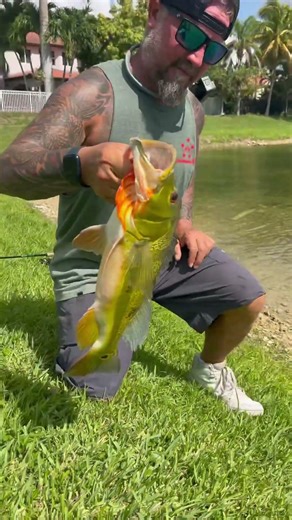 Peacock bass fishing local ponds