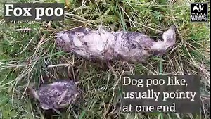 What animal poo is this? Here are some common British mammal droppings you might come across, as well as some tips of what to look (or smell!) for. (Be warned, this video does contain A LOT of poo images 💩) | Sussex Wildlife Trust
