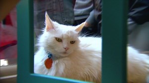 Cat cafe pops up in New York