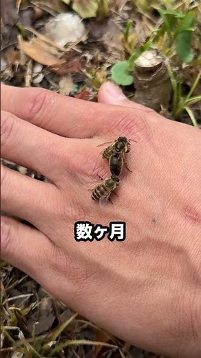 毎日2000個の卵を産み続ける「女王蜂」の真実 #ニホンミツバチ #昆虫 #養蜂家ひろおき