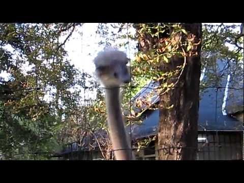 verrückter Vogel Strauß // Dresdner Zoo // austrich