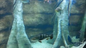 3.7K views · 12 reactions | A quick look at the Toledo Zoos new public aquarium in Toledo,Ohio © Native Fish Keepers https://www.facebook.com/NativeFishKeepers/ | For The Love of Fish | Facebook