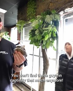 33K views · 746 reactions | Josh, the Diamondback Terrapin, Joins the Family! | Brian Barczyk | Facebook